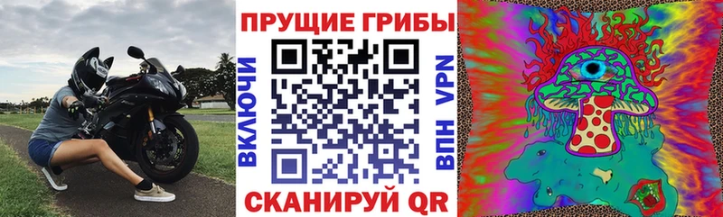 Галлюциногенные грибы Psilocybine cubensis  Цоци-Юрт 
